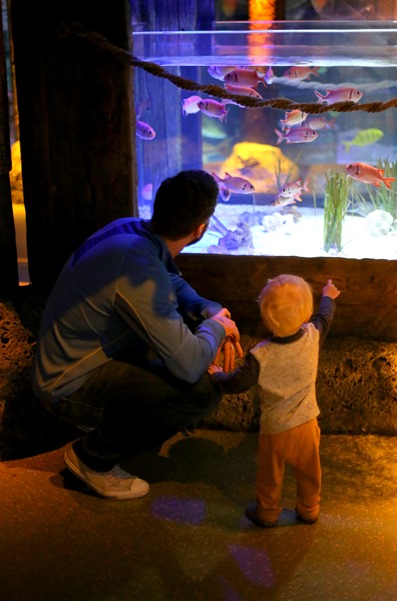 Sea Life Aquarium Concord NC