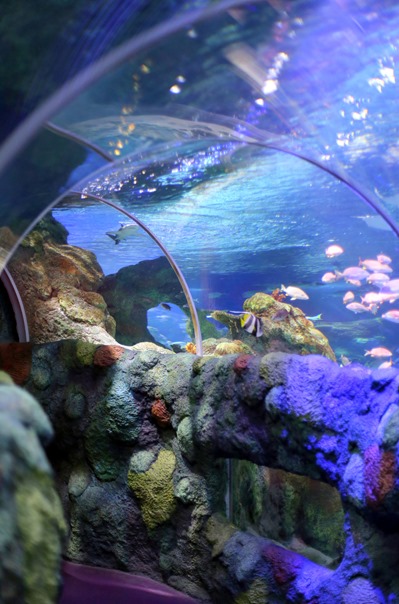 Sea Life Aquarium NC