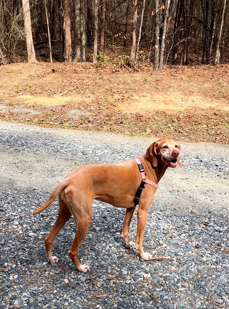 Davidson Cross Country Trail