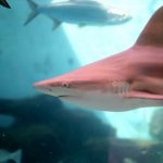 Mote Marine Sarasota