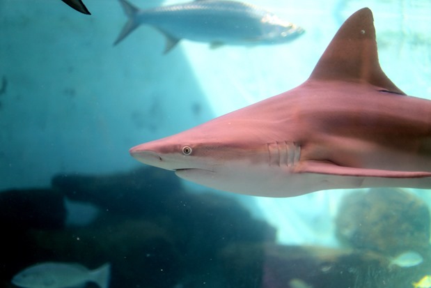 Mote Marine Sarasota