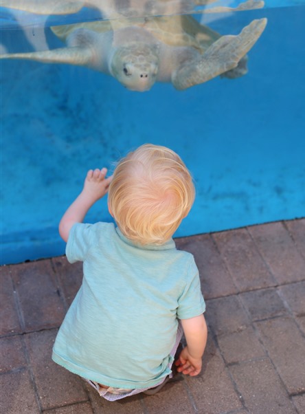 Mote Marine Sea Turtles