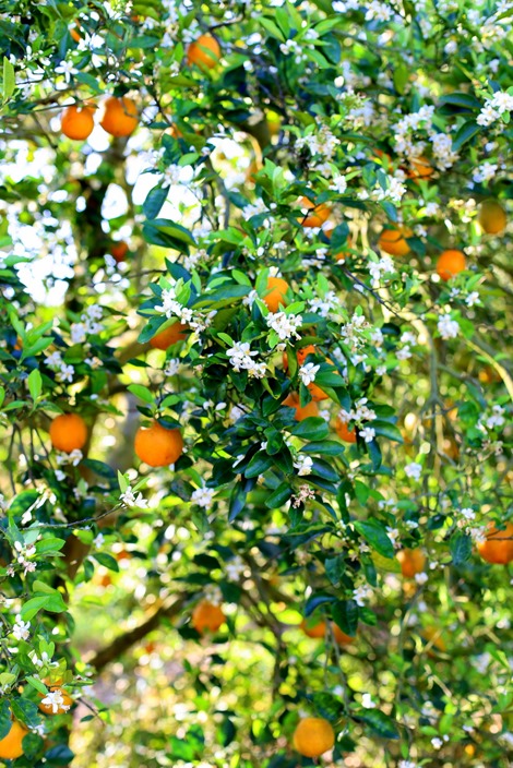 Orange Blossoms and ORanges