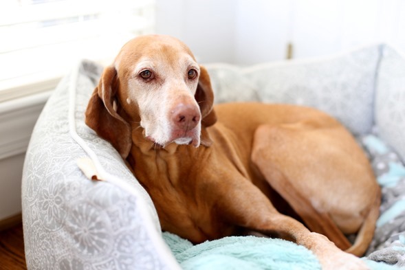 Sadie 9 Years Old