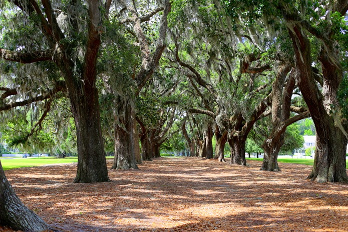 Ford Plantation Oak Trees