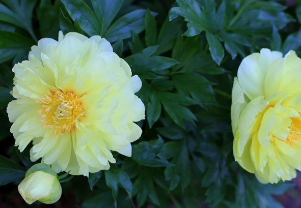 low maintenence yellow flowers