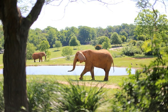 North Carolina Zoo Elephants