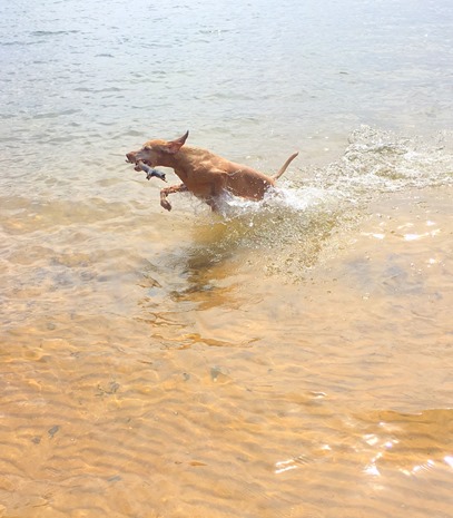 Vizsla Water Dog