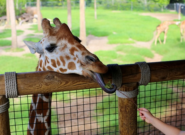 Wednesday at the Jacksonville Zoo - Peanut Butter Fingers