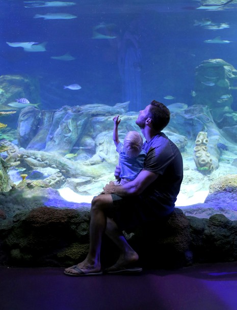 Sea Life Aquarium Concord