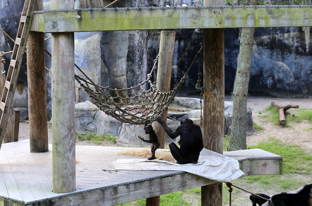 baby bonobo monkey