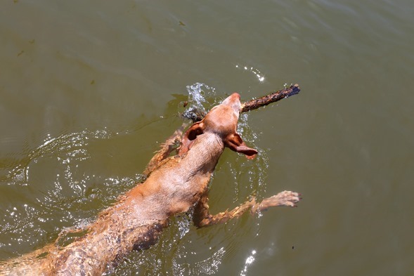 vizsla swimming sadie