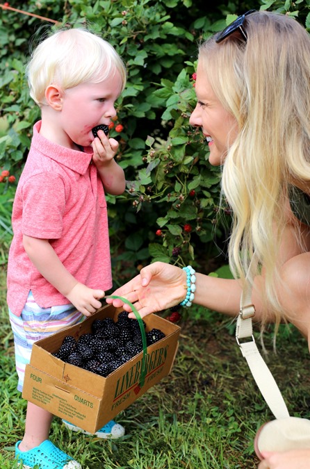 blackberry picking north carolina