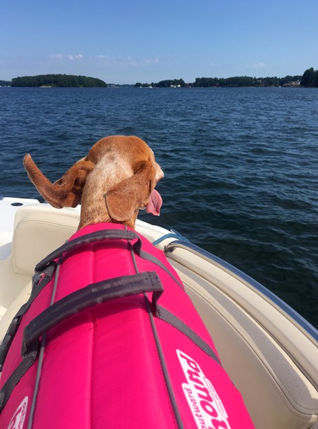 vizsla life jacket