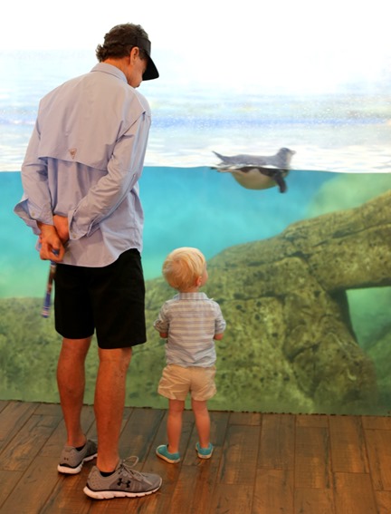 riverbanks zoo penguins