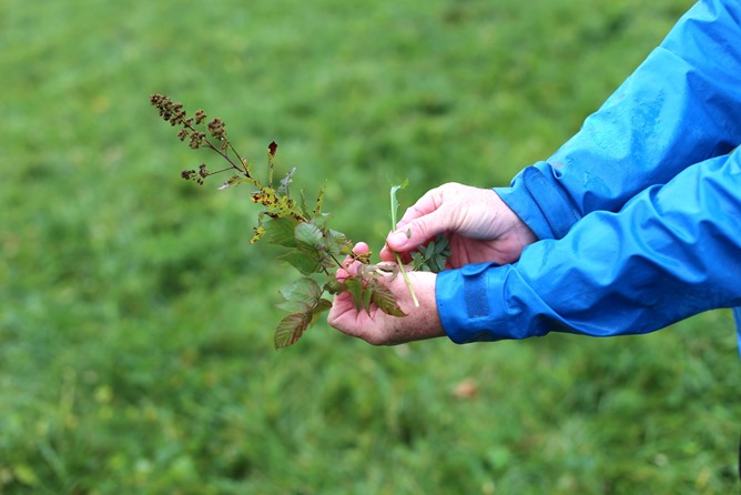 healthy plants cow pasture