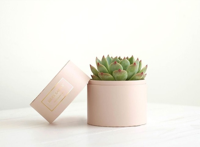 Mother's Day Succulents Mother's Day Succulents