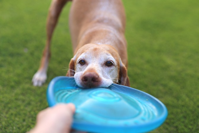 Sadie Fetch