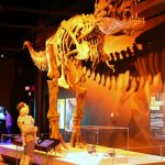Discovery Place TRex Discovery Place TRex