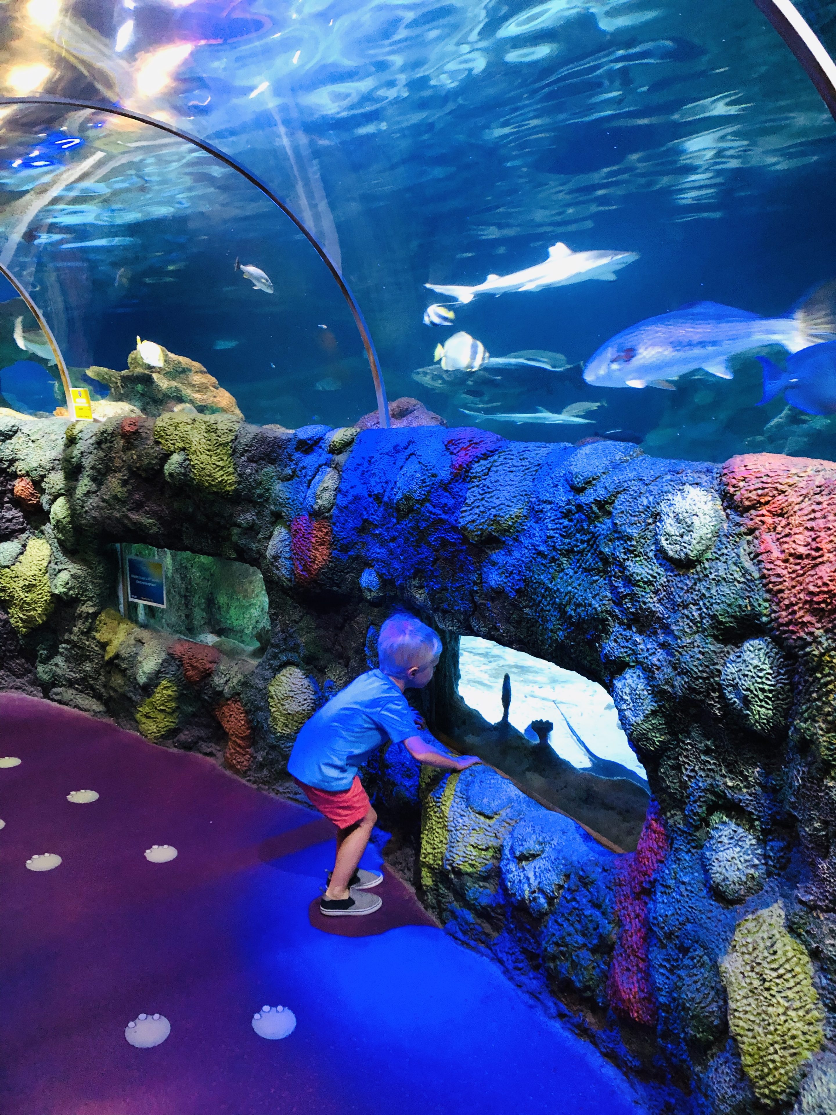 Horaires de l'aquarium de Concord - Img 4119
