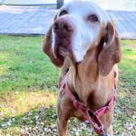 sadie vizsla 12 years old