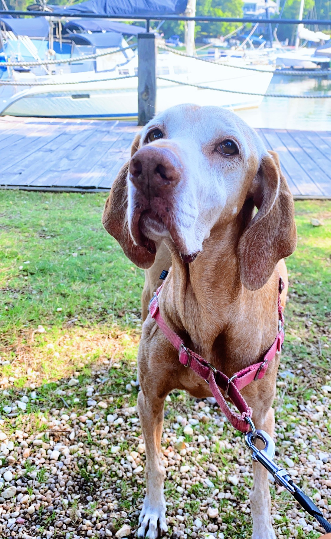 sugar vizsla