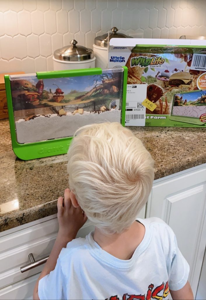 ant farm