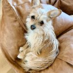 chihuahua carrin terrier mix