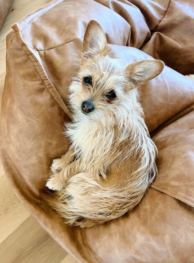 chihuahua carrin terrier mix
