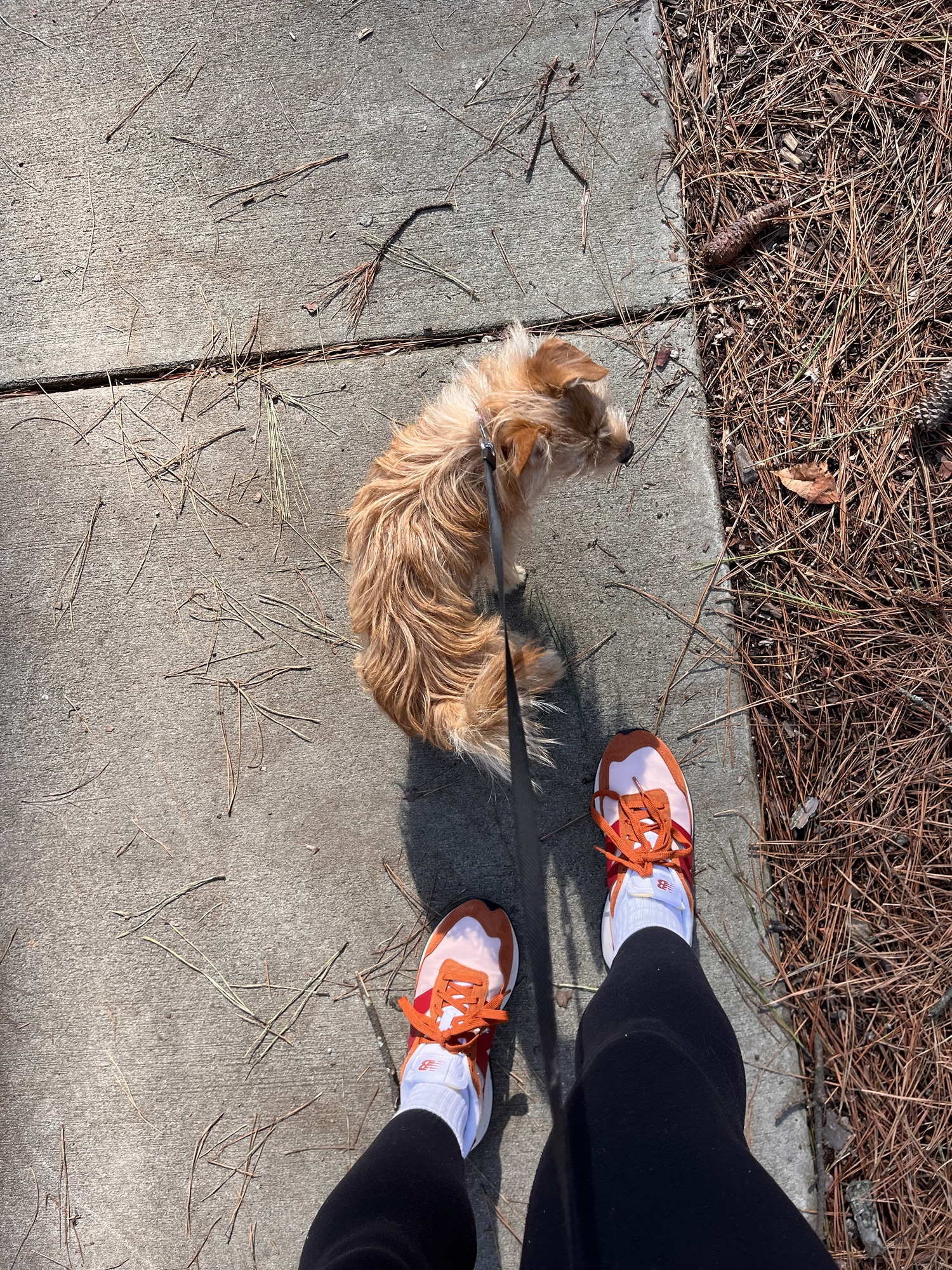 walking the dog walking the dog