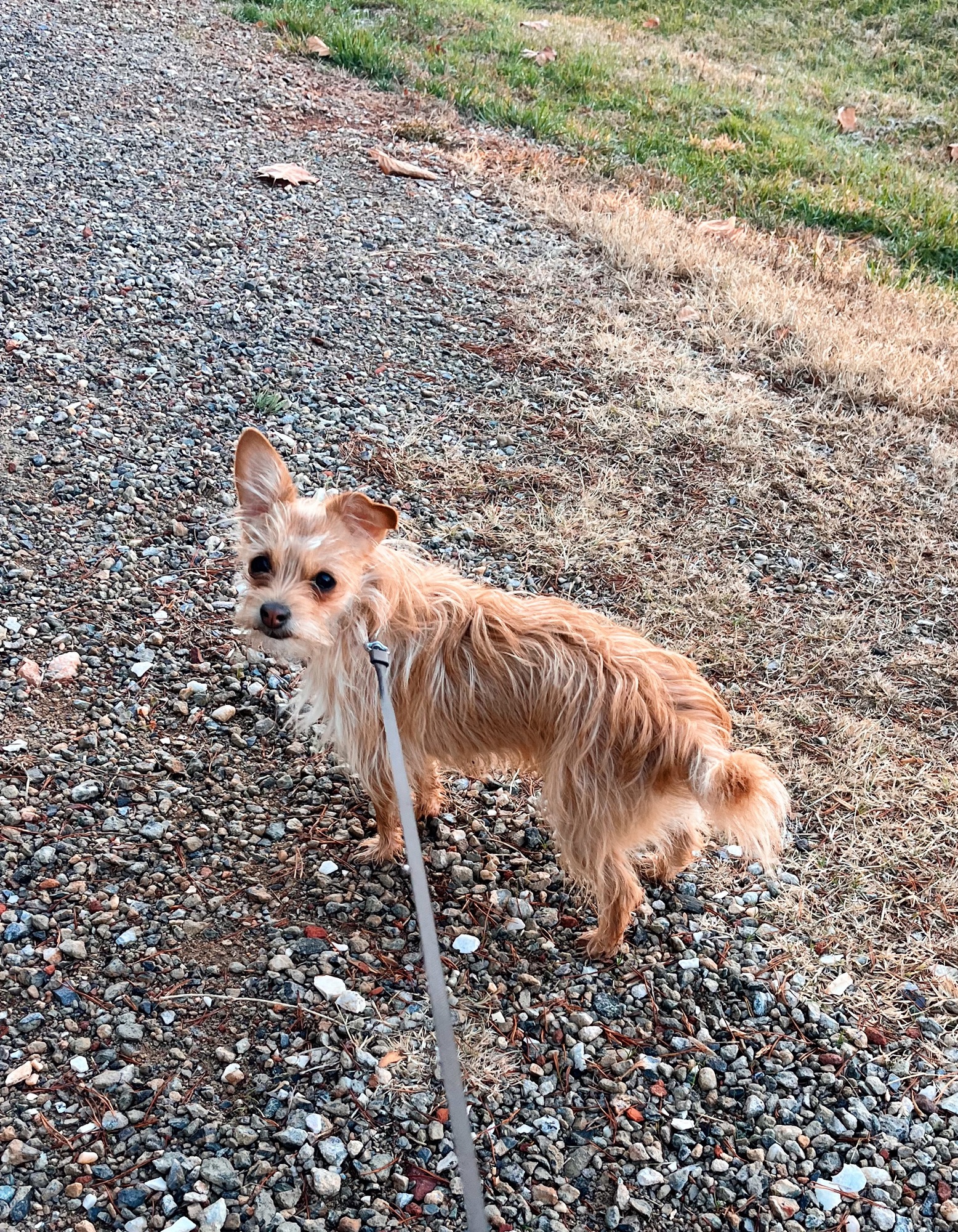 Run/Walk with Pepper Run/Walk with Pepper