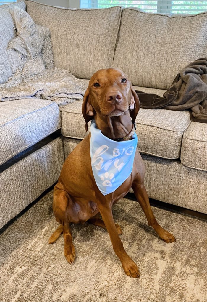 vizsla dog vizsla dog