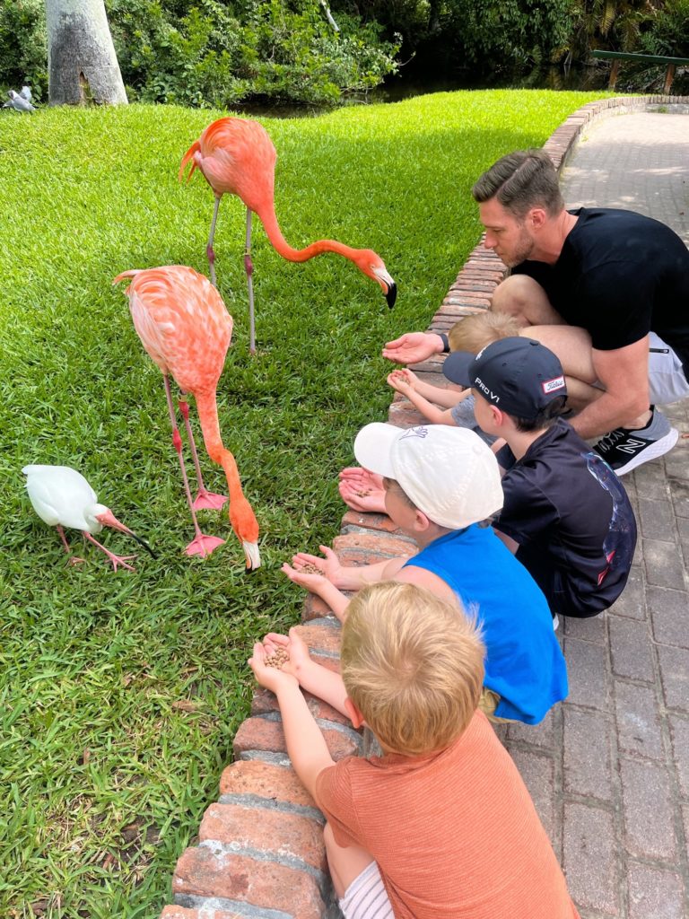 Jungle Gardens flamingos