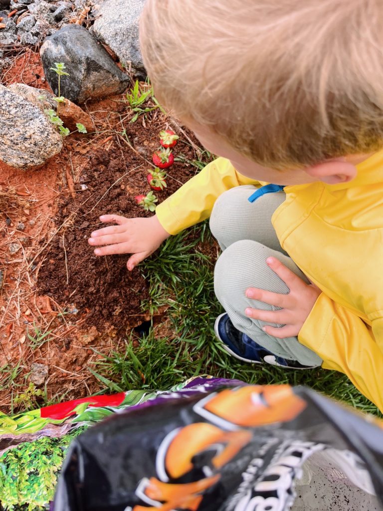 Strawberry Planting | Picture an Hour: April 2024