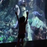 tennessee aquarium