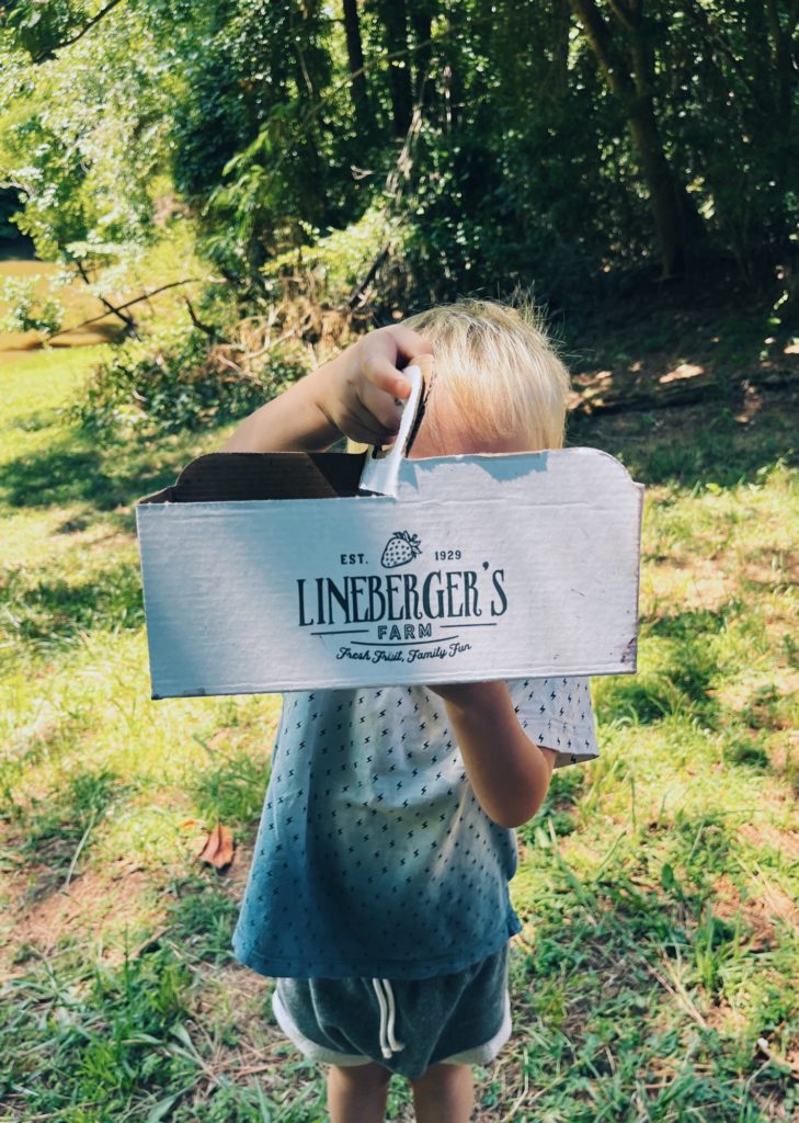 lineberger farms blackberries lineberger farms blackberries | House of the Revolving Door