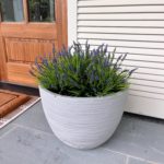amazon fake plant