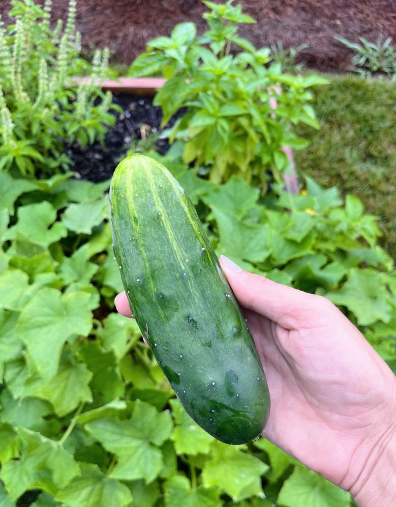 cucumbers | Things I'm Loving Friday #520