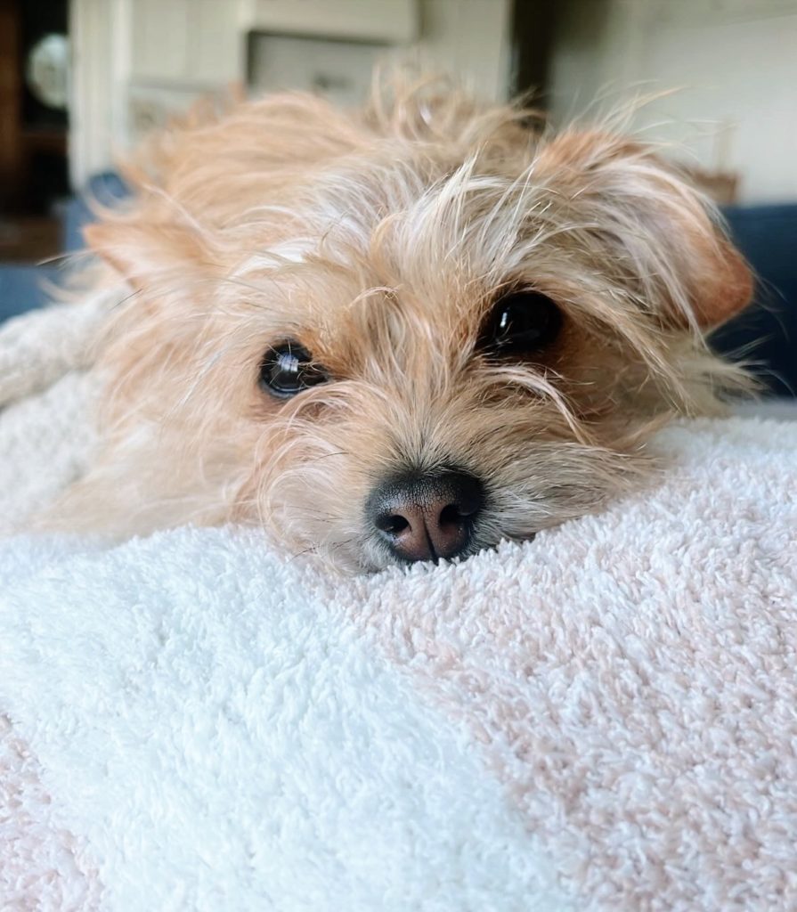 Pepper