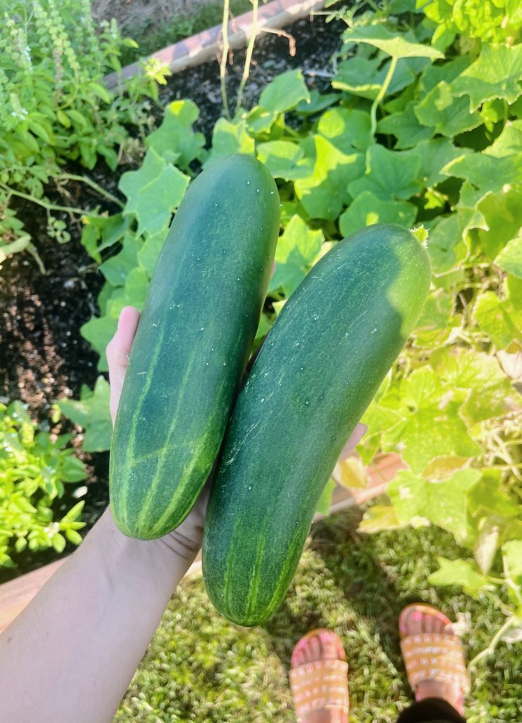 cucumbers at home garden