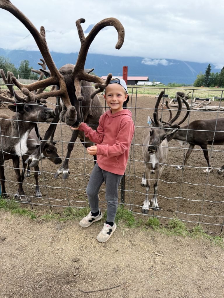 Reindeer Farm Alaska Ryder 7 years old