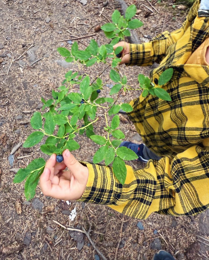 Alaska Family Vacation: Day Three wild blueberries
