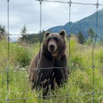 alaska wildlife conservation center bear