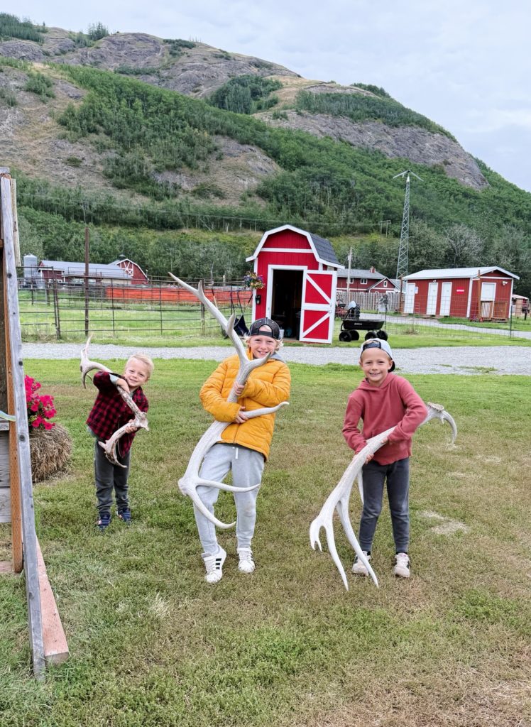 reindeer farm alaska