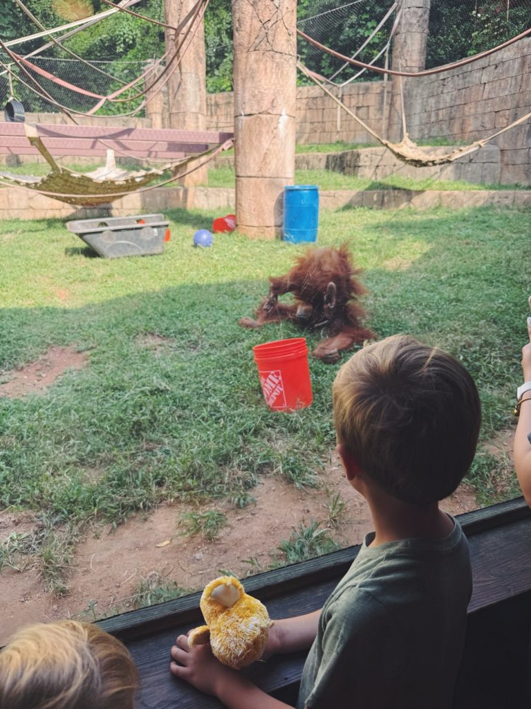 greenville zoo