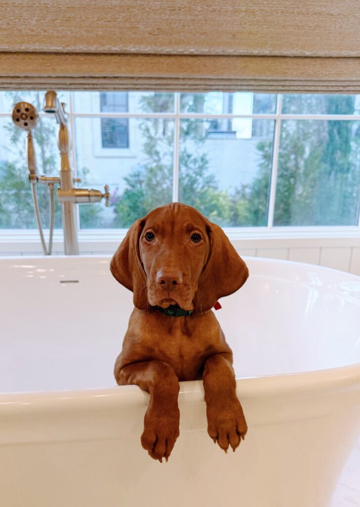 comet vizsla