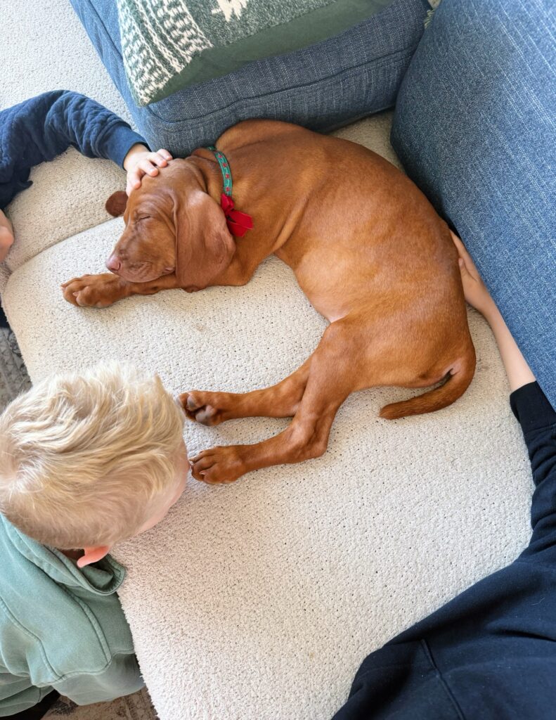 comet vizsla