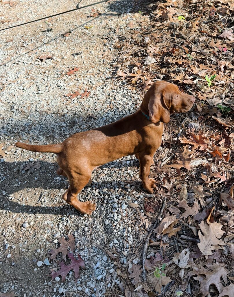 comet vizsla puppy