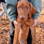 comet vizsla puppy