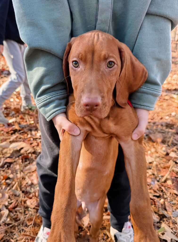 comet vizsla puppy